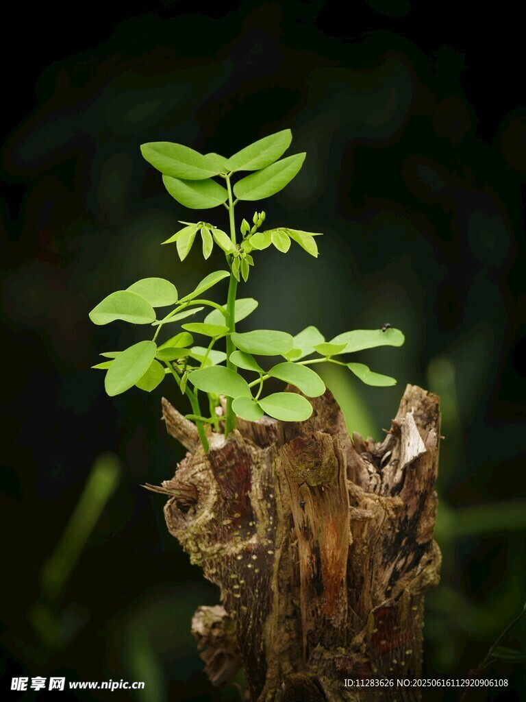 树桩上新生的嫩绿小植株
