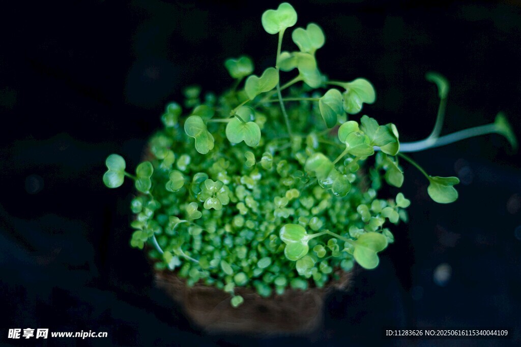 翠绿盆栽植物生机满满
