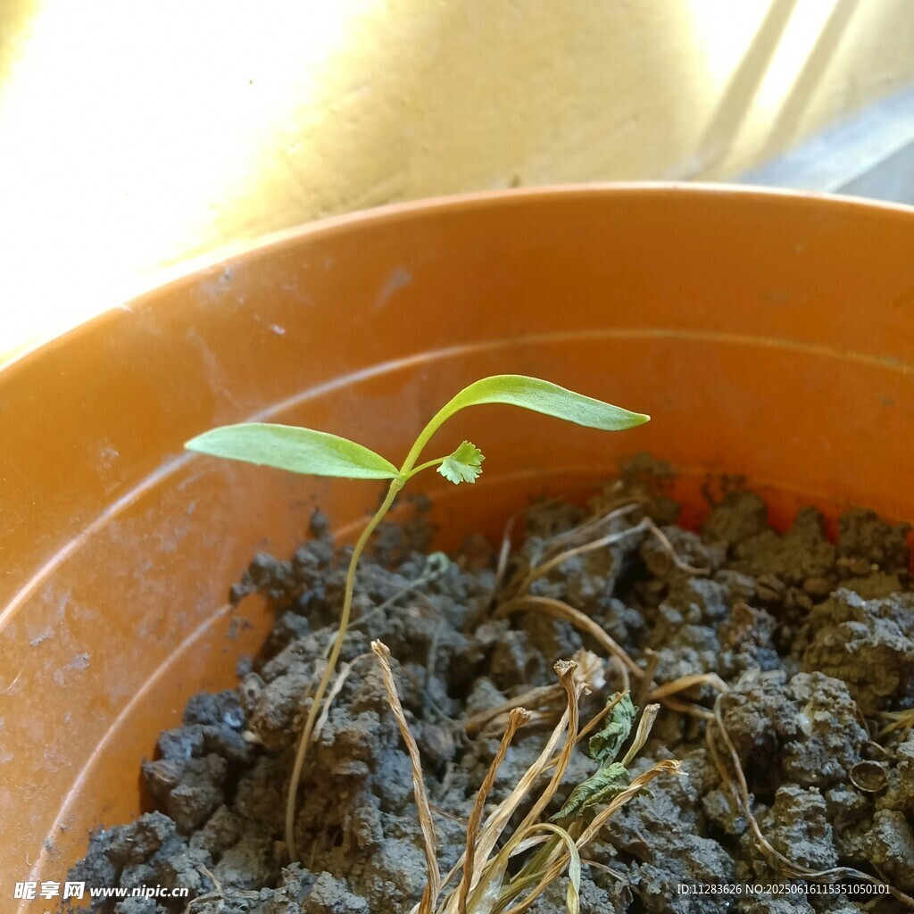 花盆中嫩绿的幼苗初长