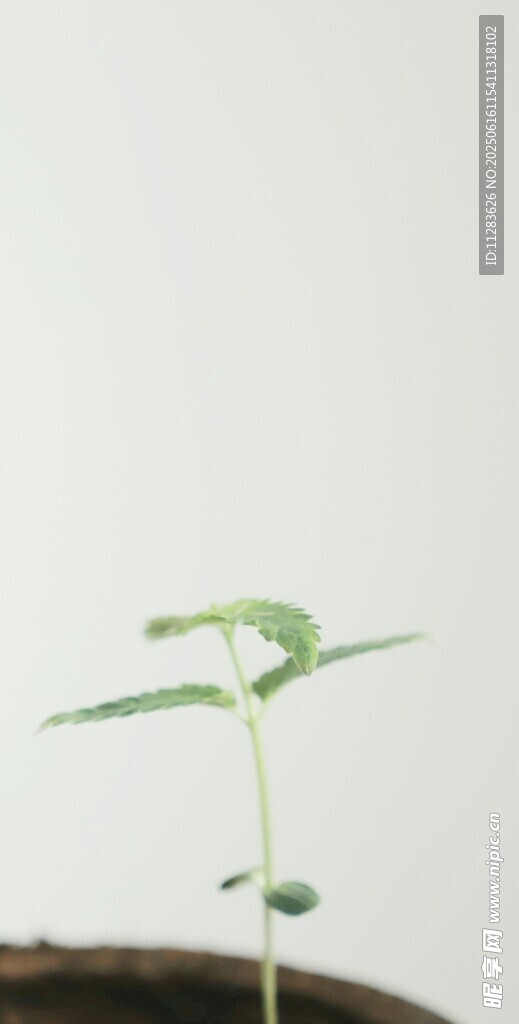 嫩绿幼苗破土而出