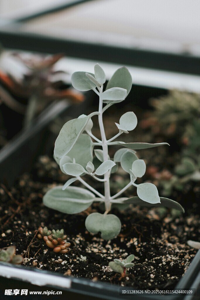 小巧多肉植物生机盎然