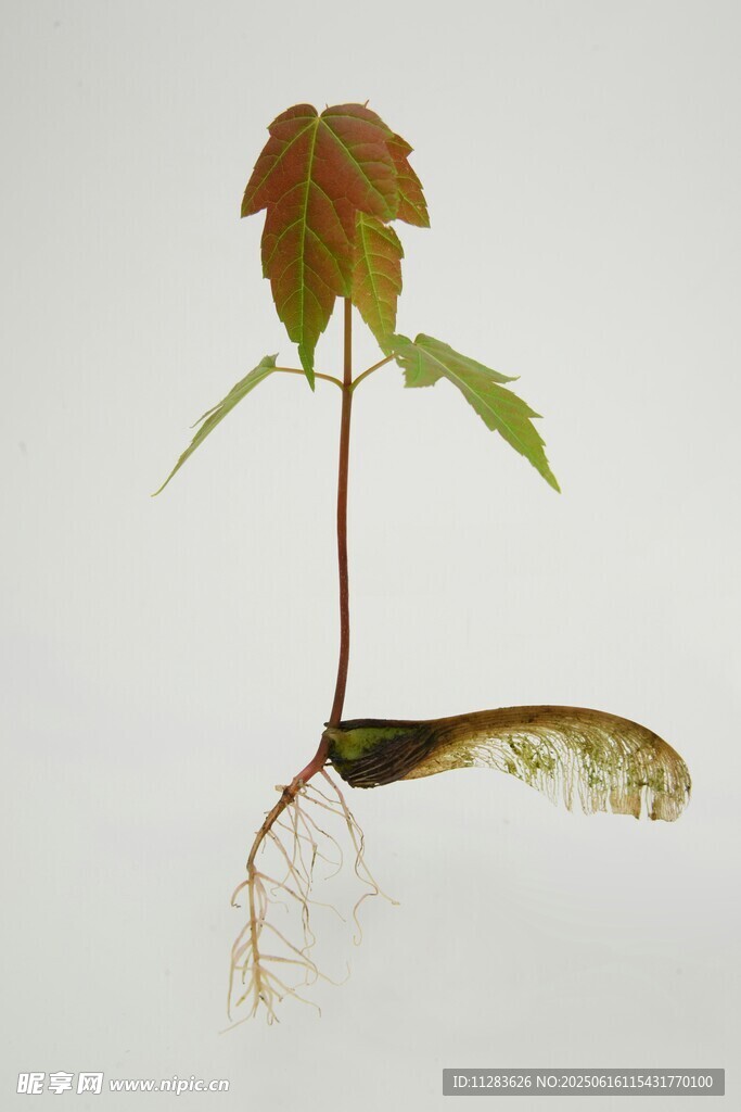 带根植物标本特写
