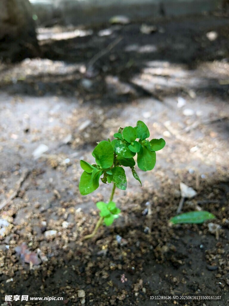 破土而出的嫩绿幼苗
