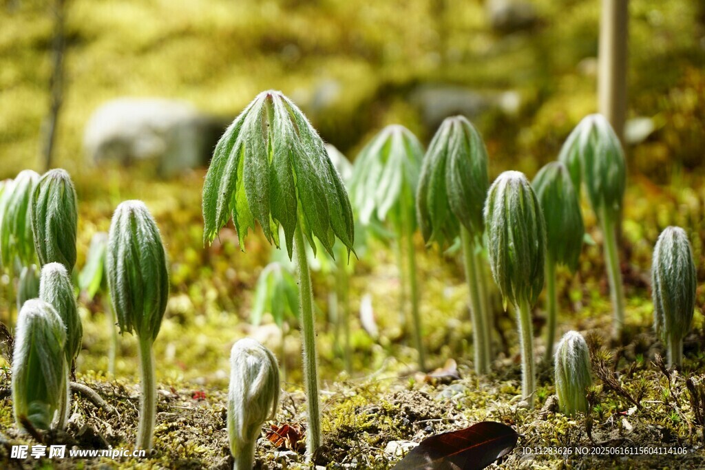 林间嫩绿植物生机盎然