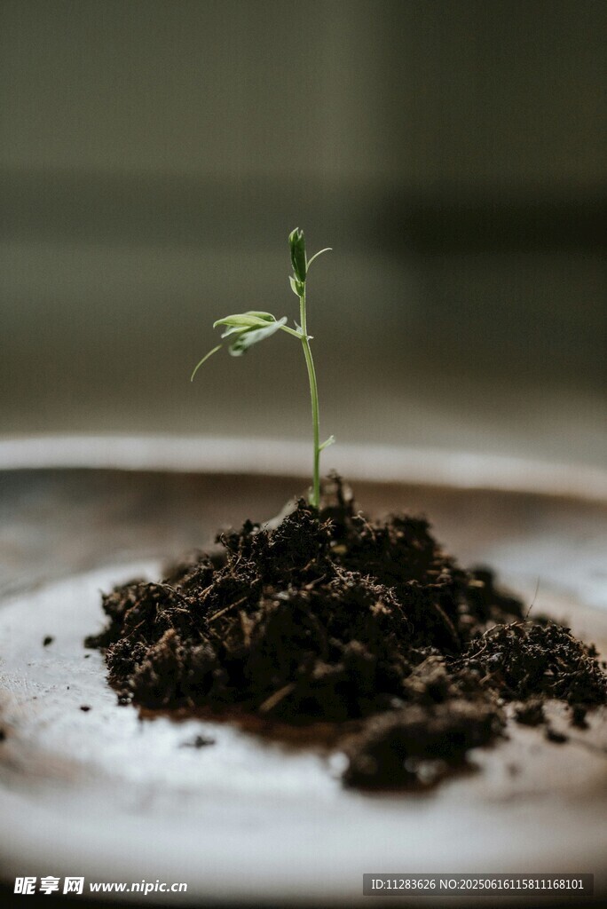 破土而出的嫩绿幼苗