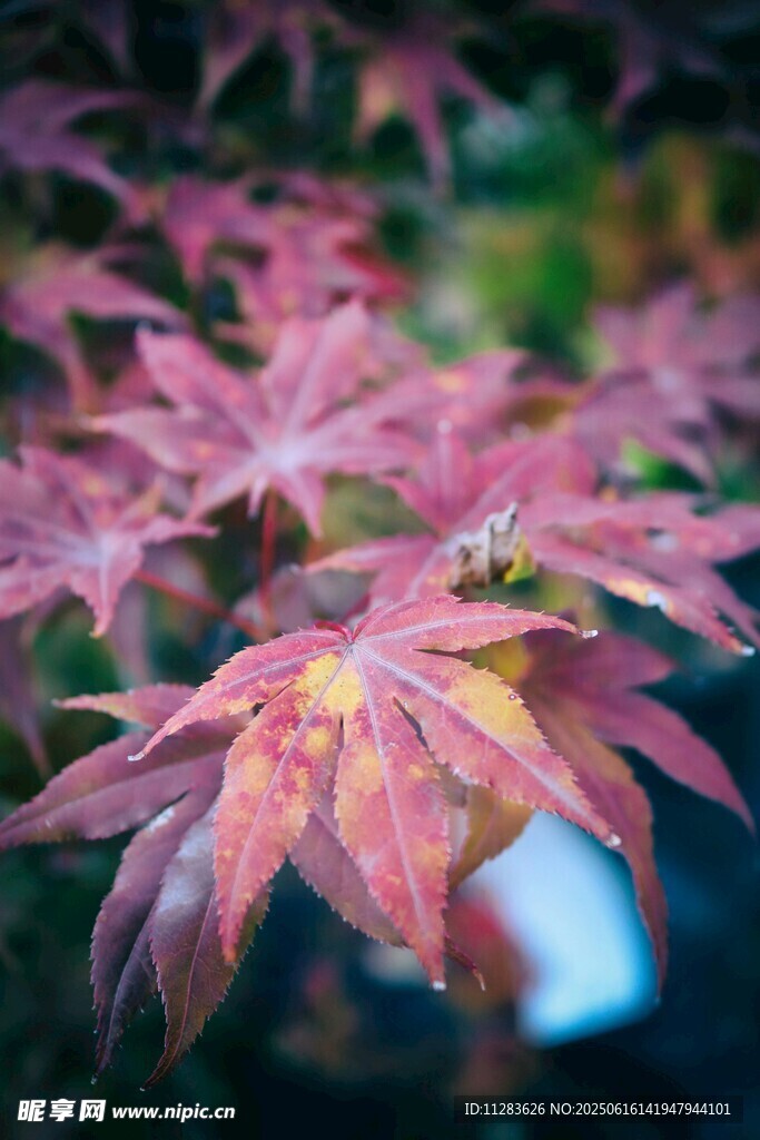 红枫叶特写