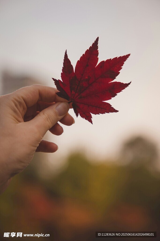 手捧红枫叶