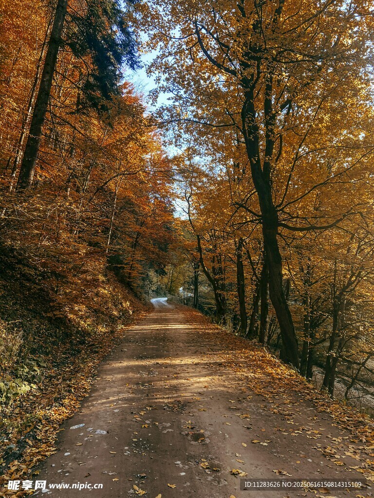 秋日林间小路