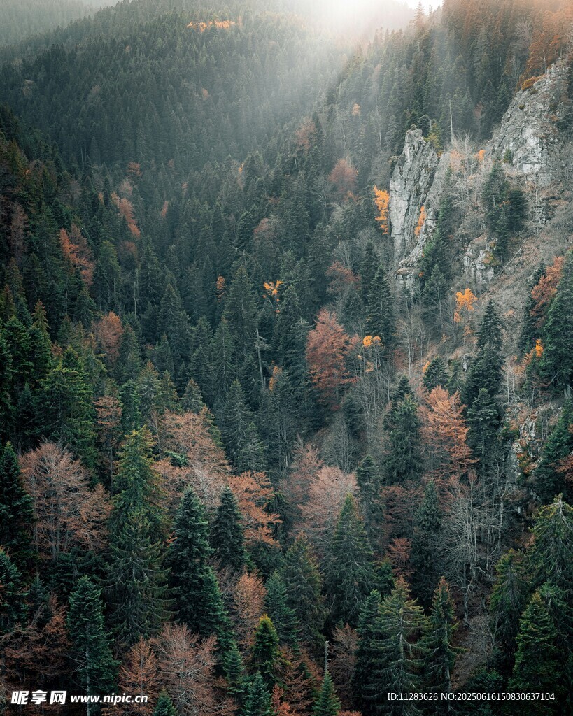 山林晨光中的多彩植被景观