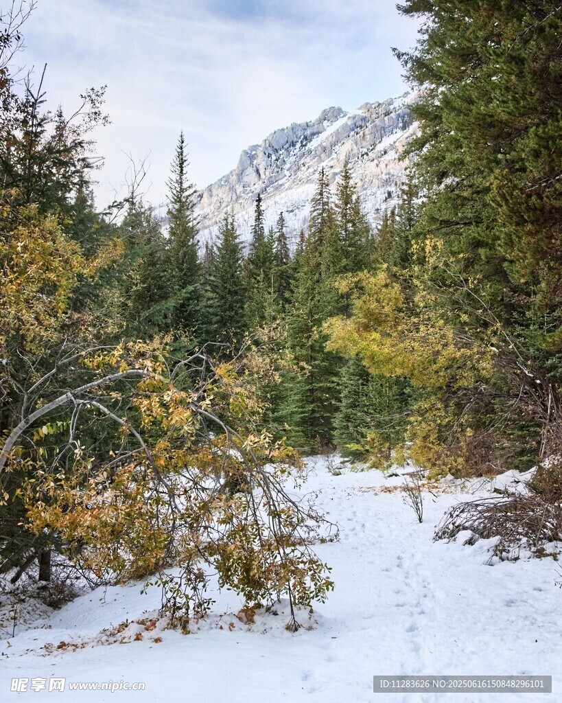 雪覆山林间的清幽小径