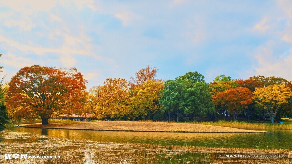 秋日多彩树林美景
