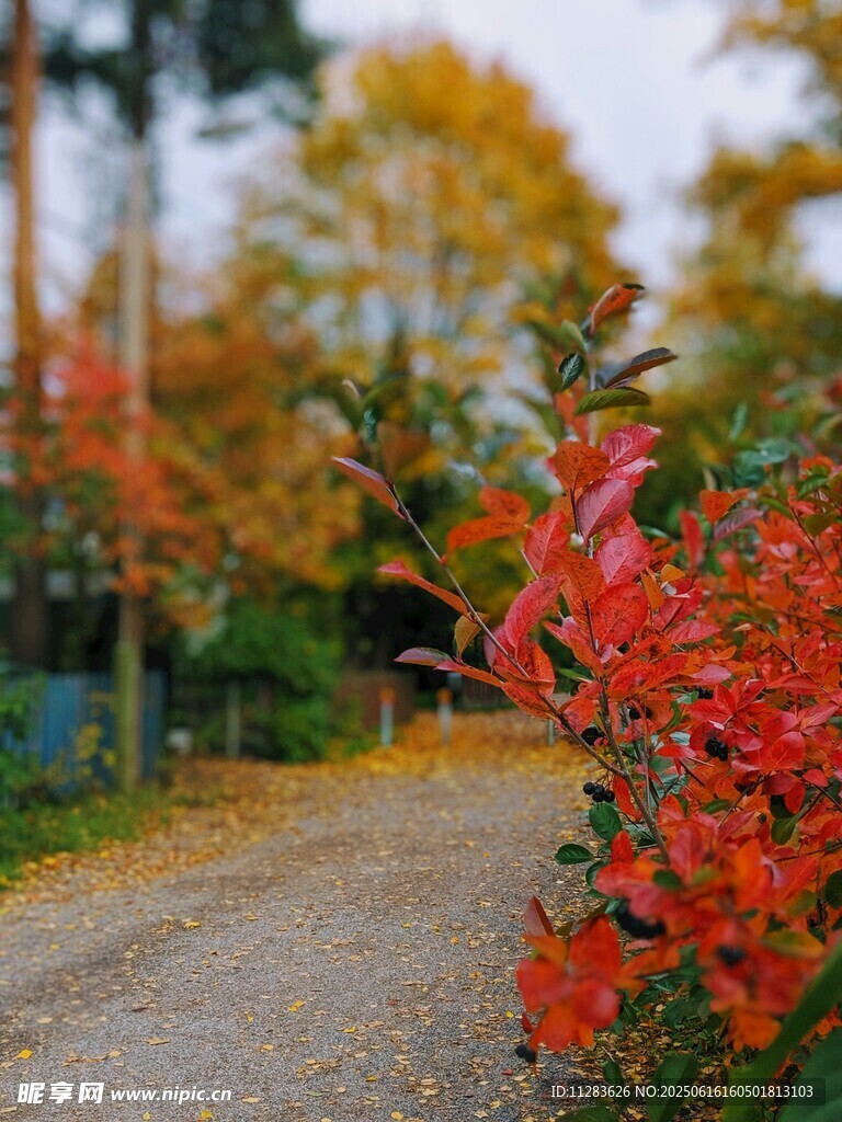 秋日路边艳丽红叶景致