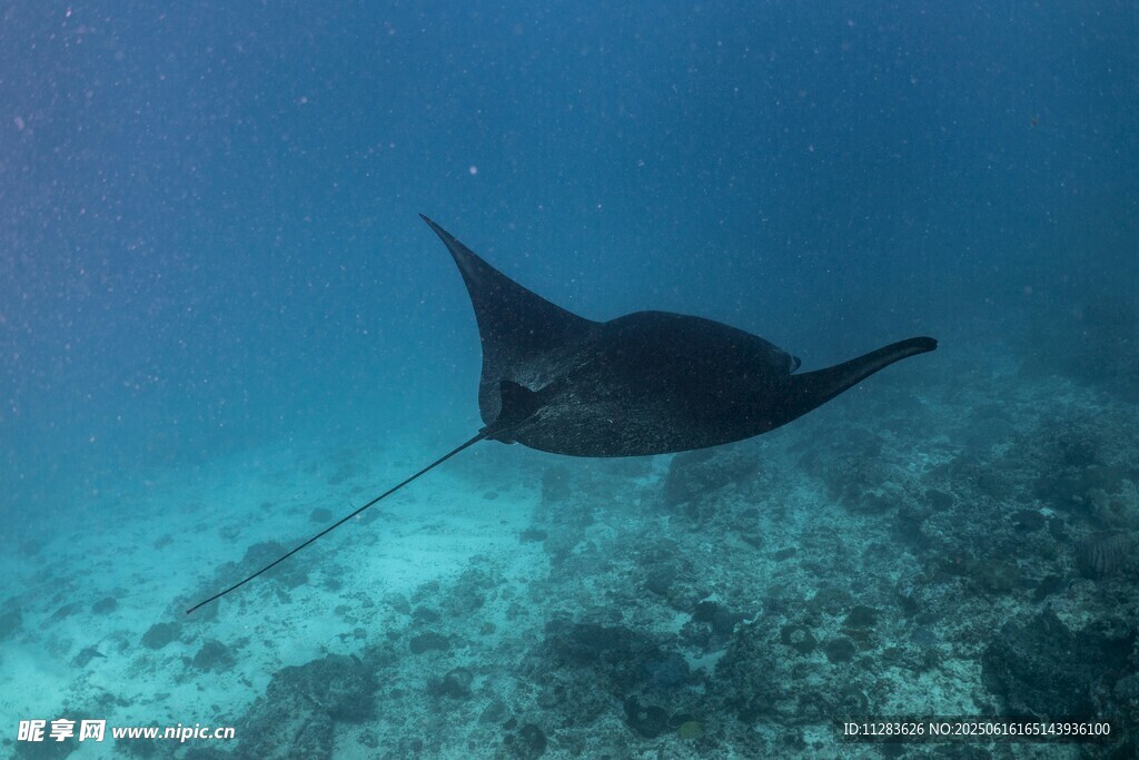 深海中游弋的神秘蝠鲼