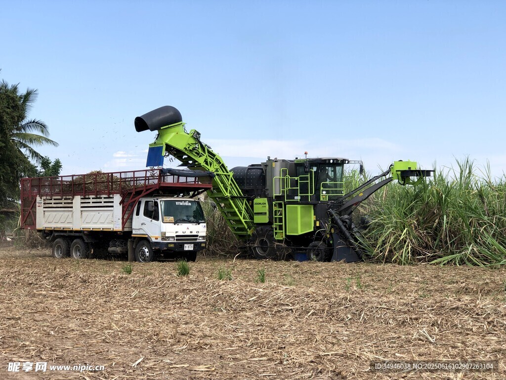 农田里的青饲料收获作业