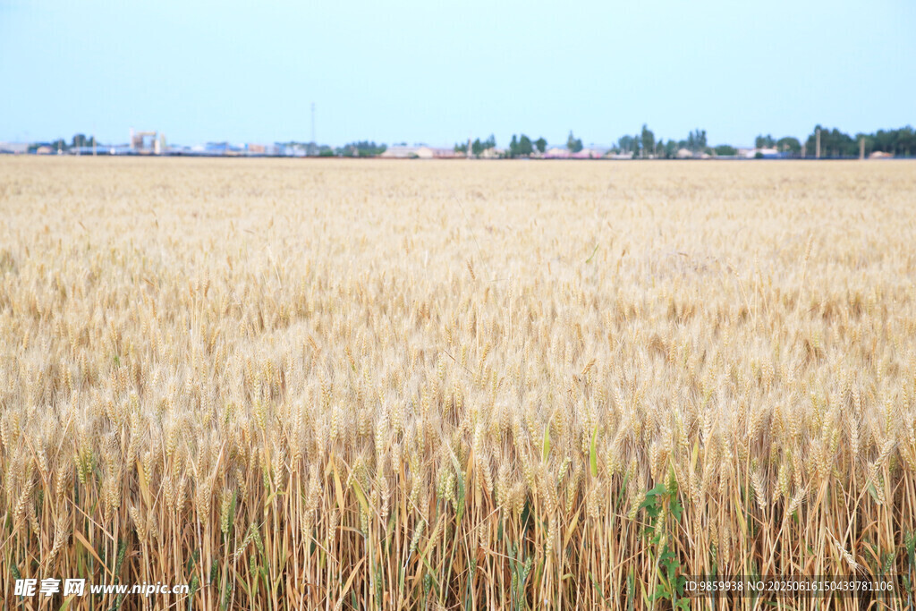 金黄麦田