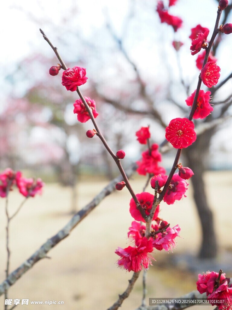 枝头绽放的艳丽红梅花