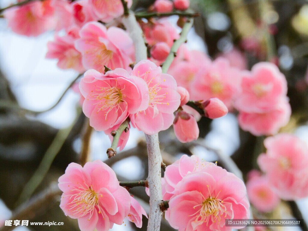 娇艳绽放的粉色梅花