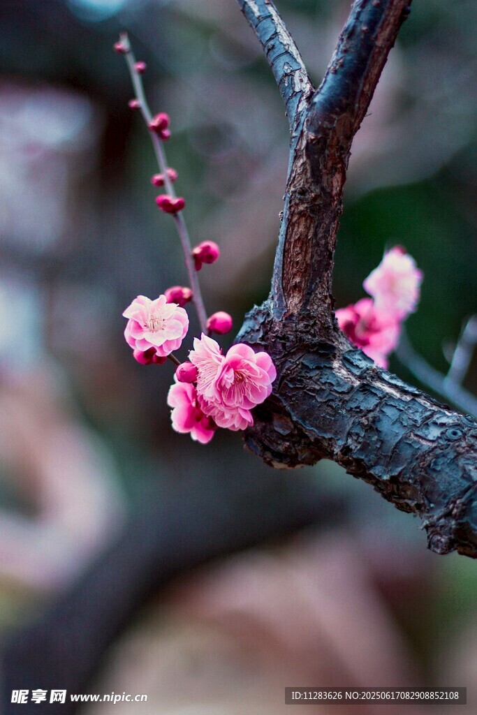 枝头绽放的粉嫩梅花