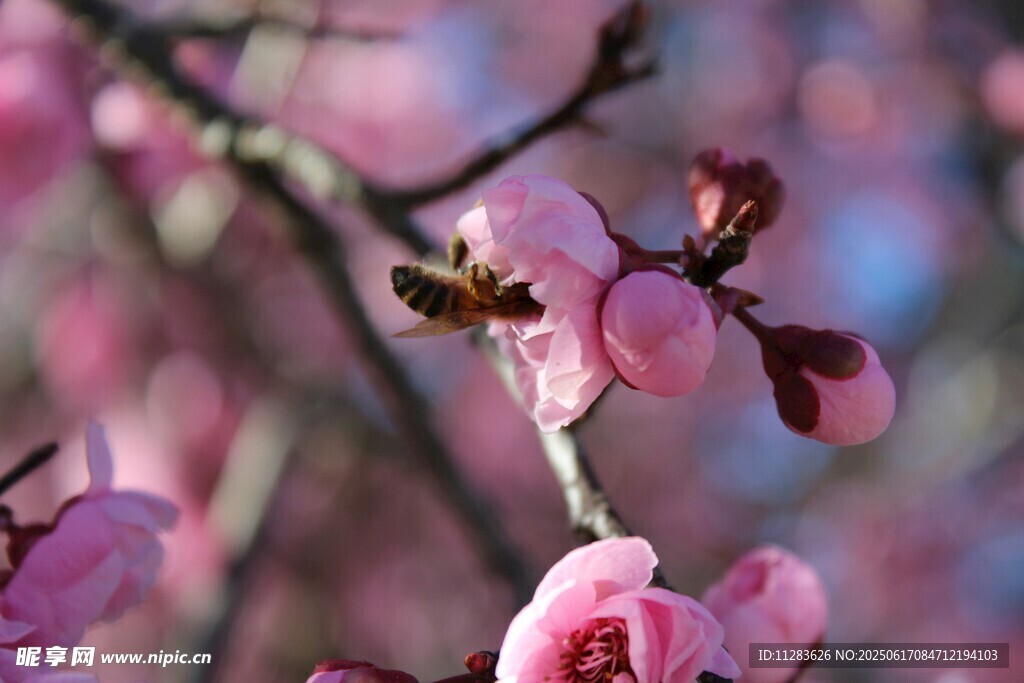 梅花