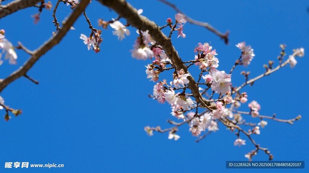 梅花