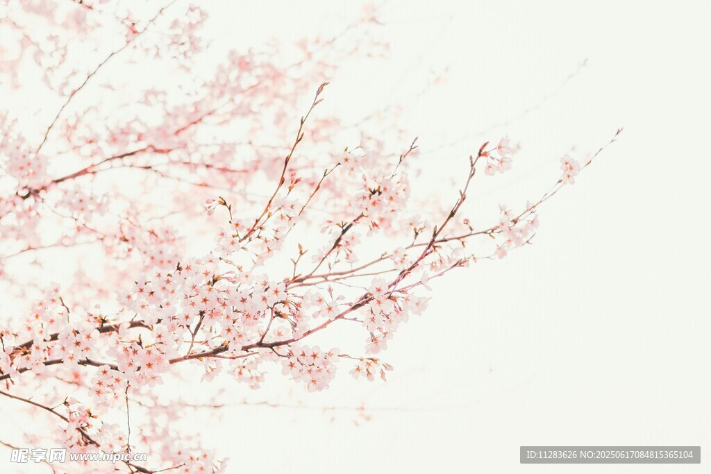 粉色樱花枝