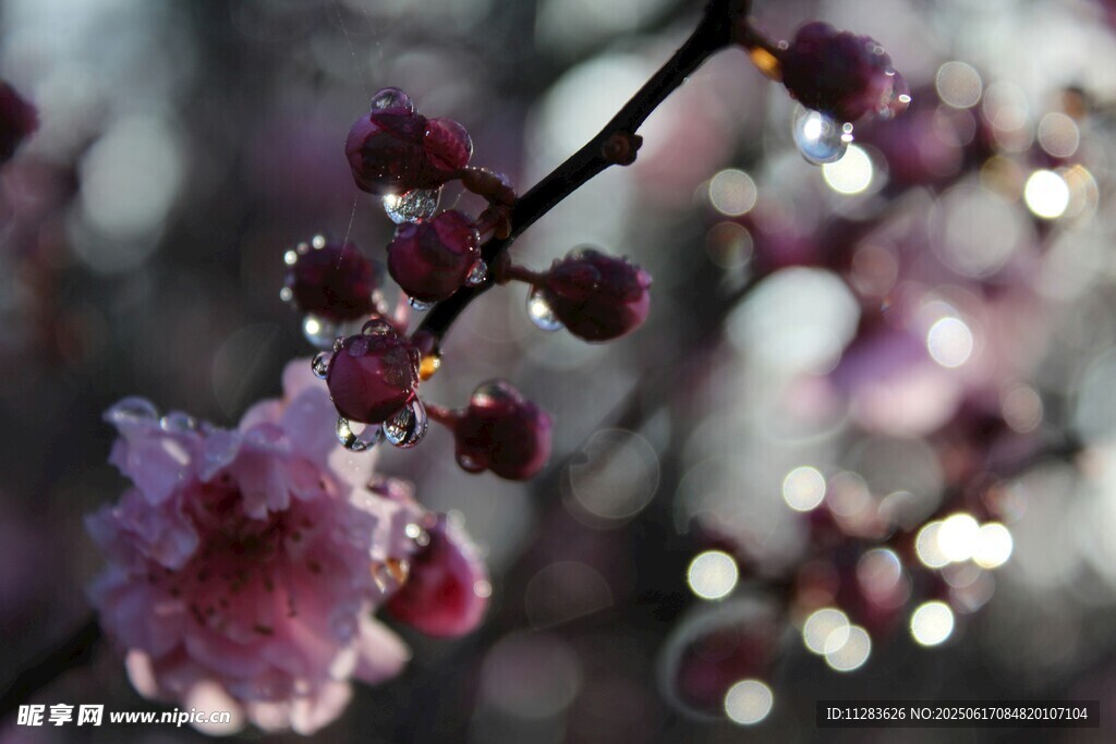 梅花