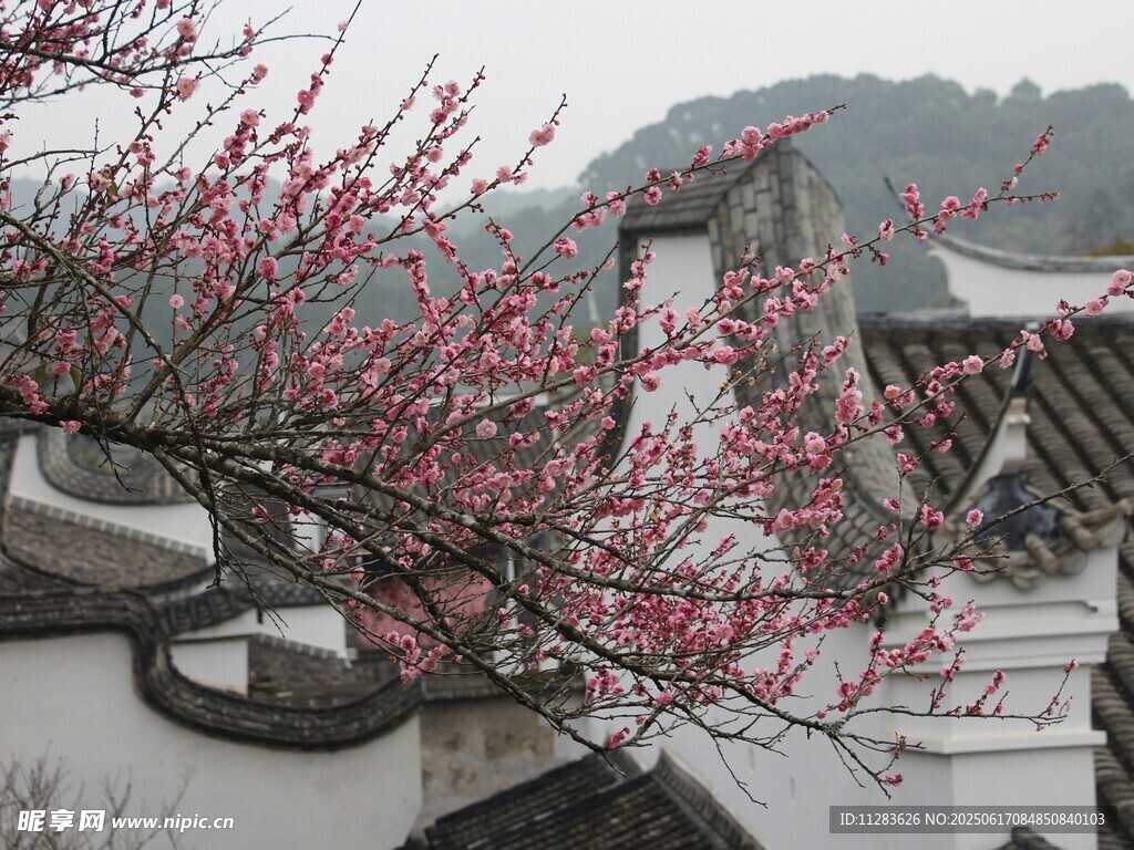 徽派建筑旁绽放的红梅