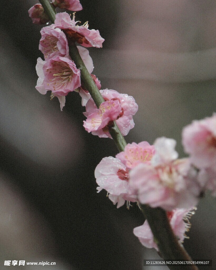 粉嫩绽放的娇艳梅花