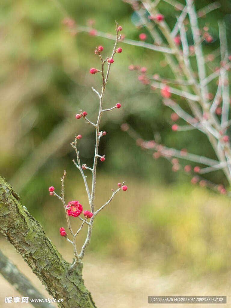 枝头梅花初绽