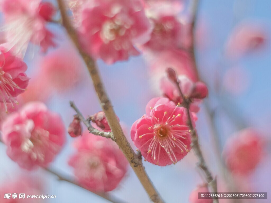 枝头绽放的粉嫩梅花