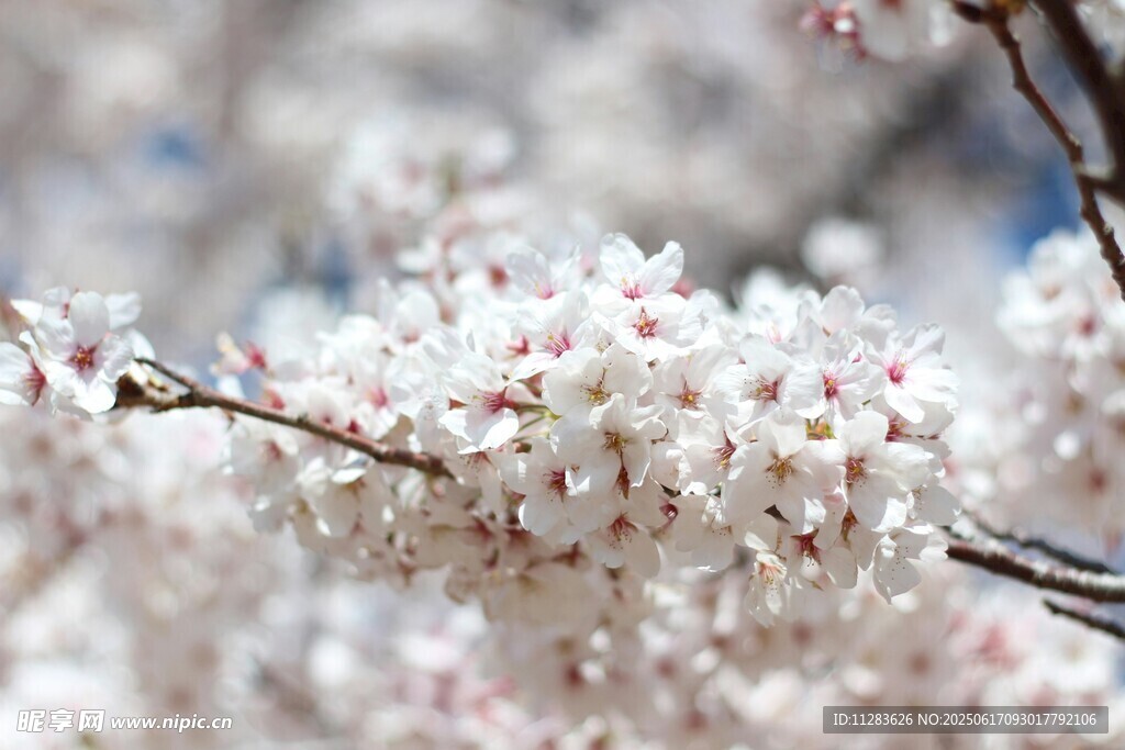 烂漫樱花枝头绽放