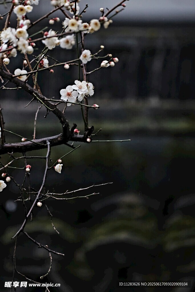 枝头绽放的素雅梅花