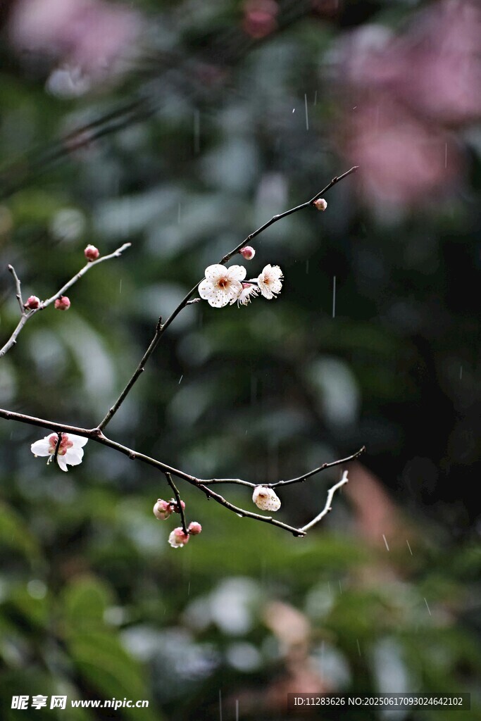 雨中绽放的白色小梅花