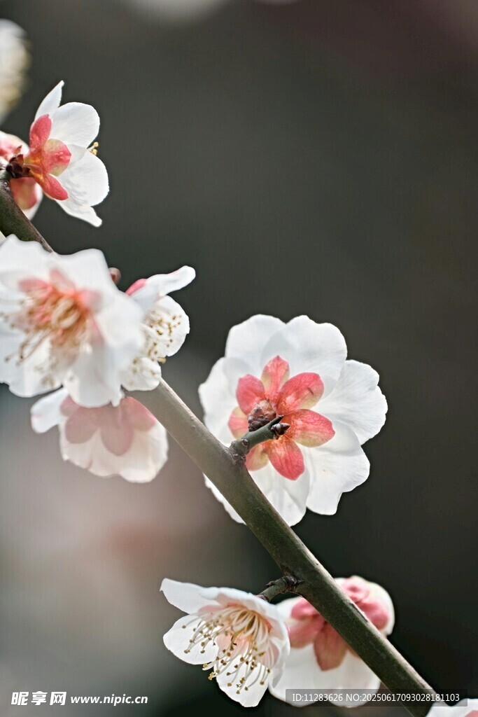 娇艳梅花枝头绽放
