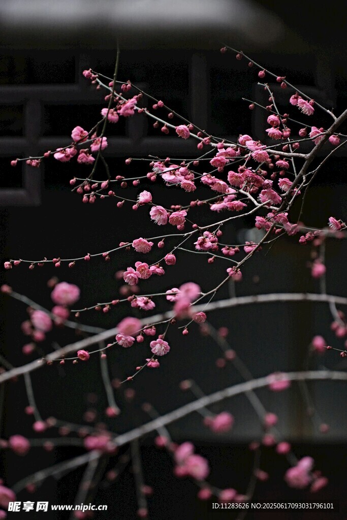 枝头绽放的娇艳粉色梅花