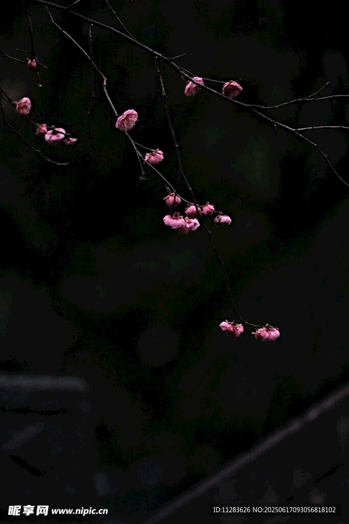 暗夜中的粉嫩樱花枝