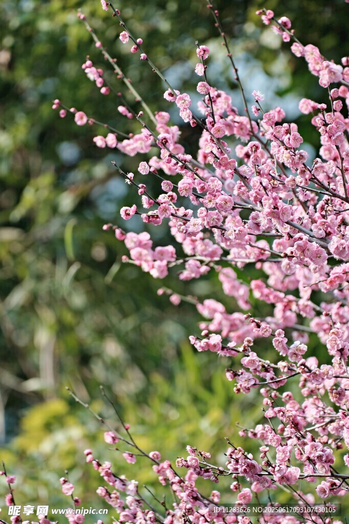 梅花