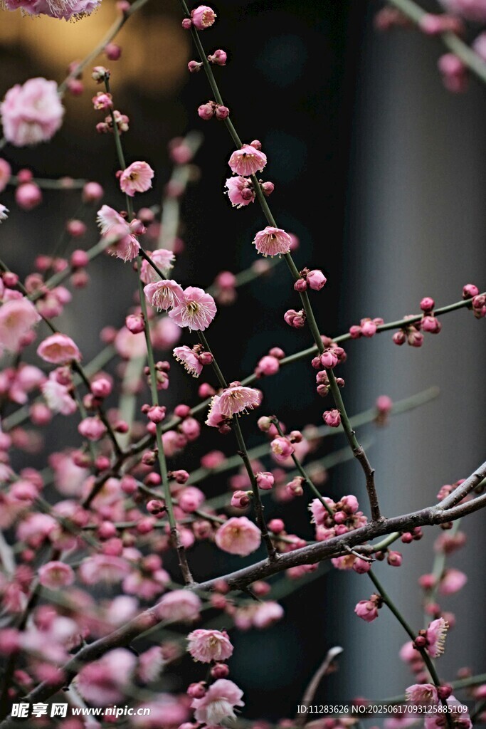枝头绽放的粉嫩梅花