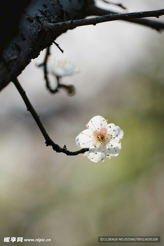 枝头绽放的带露白色梅花