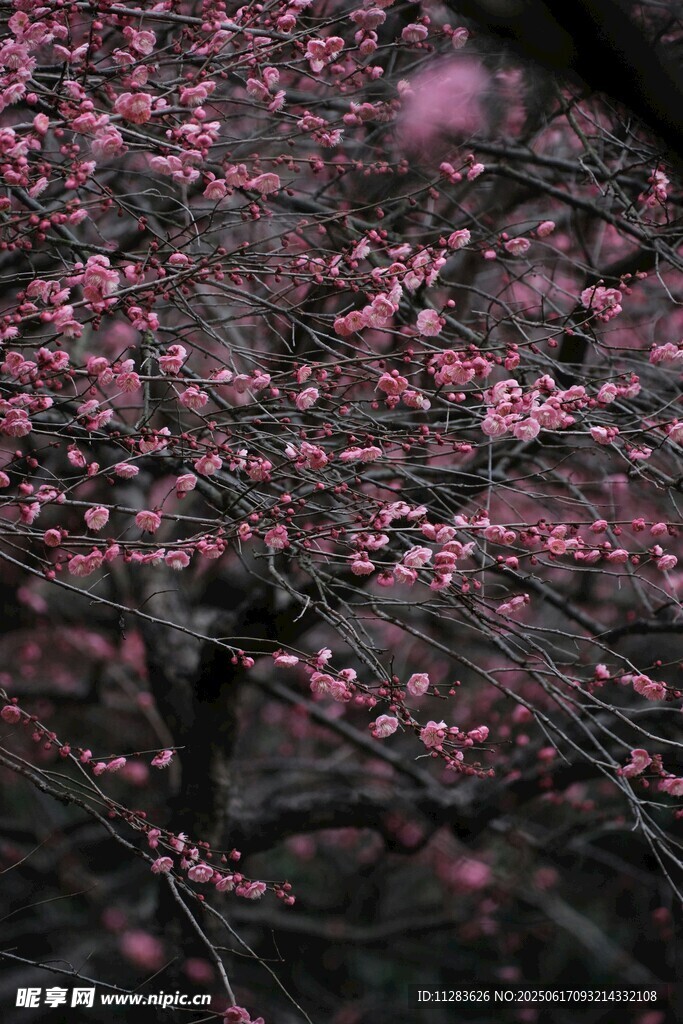 烂漫盛开的粉色梅花