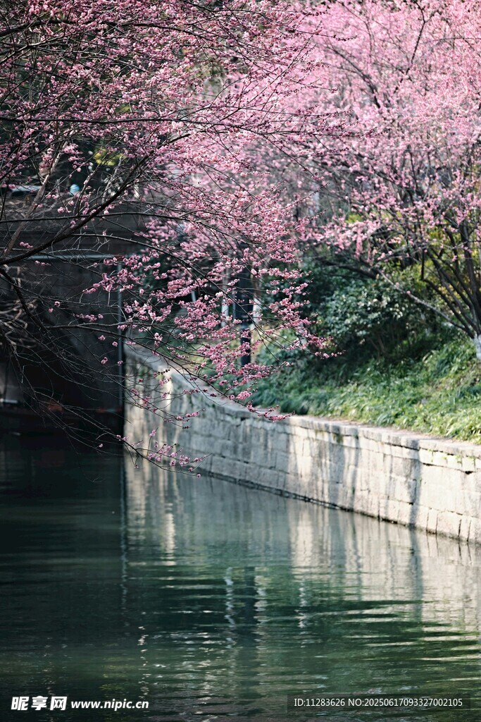 河畔烂漫樱花映绿水