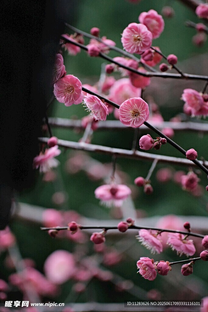 枝头绽放的粉嫩梅花