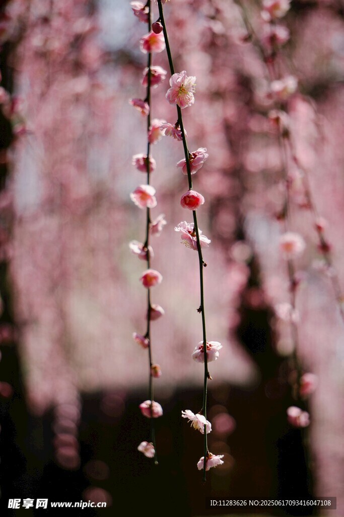 梅花