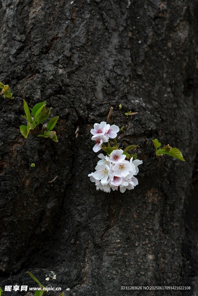梅花