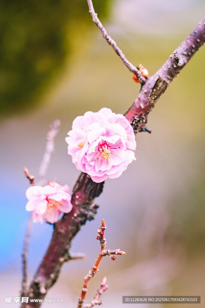 枝头绽放的梅花