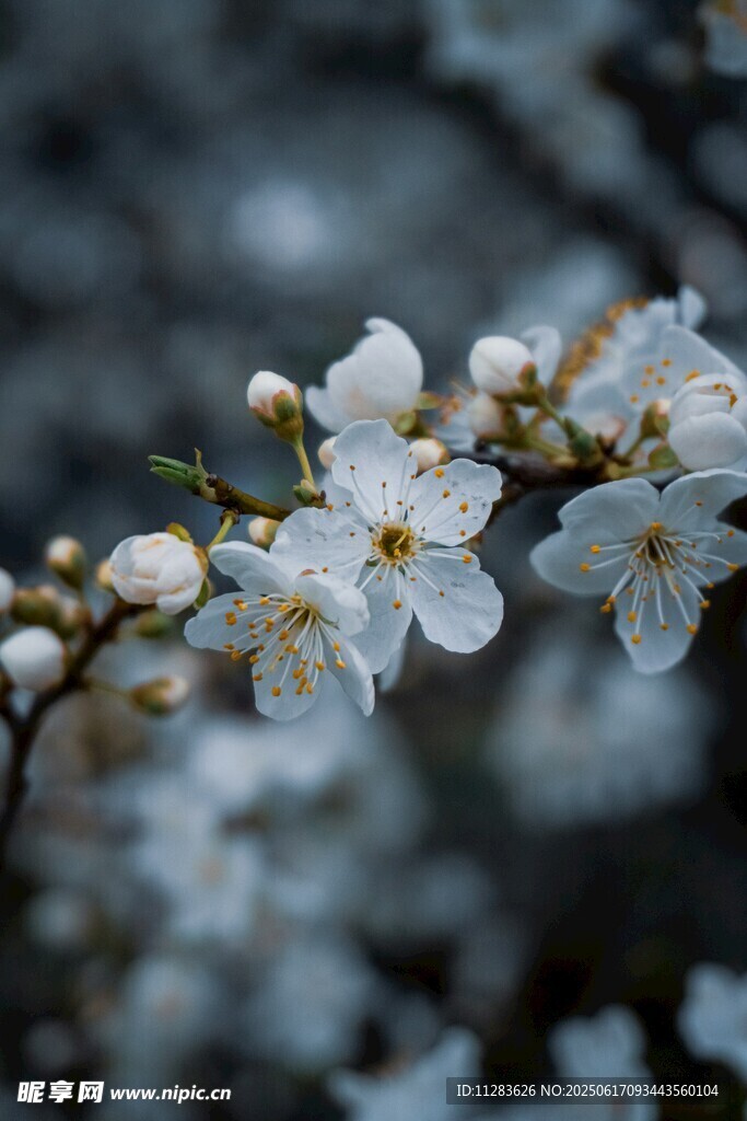 枝头绽放的洁白梅花