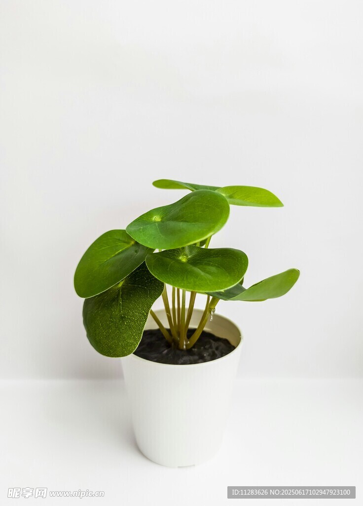 白色花盆中的翠绿盆栽