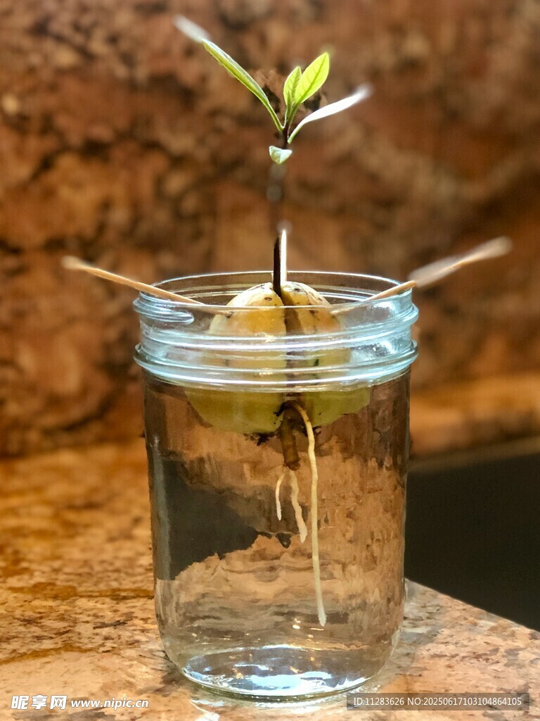 玻璃瓶中萌芽的绿植