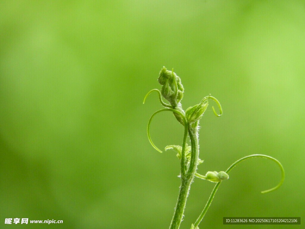 嫩绿植物特写