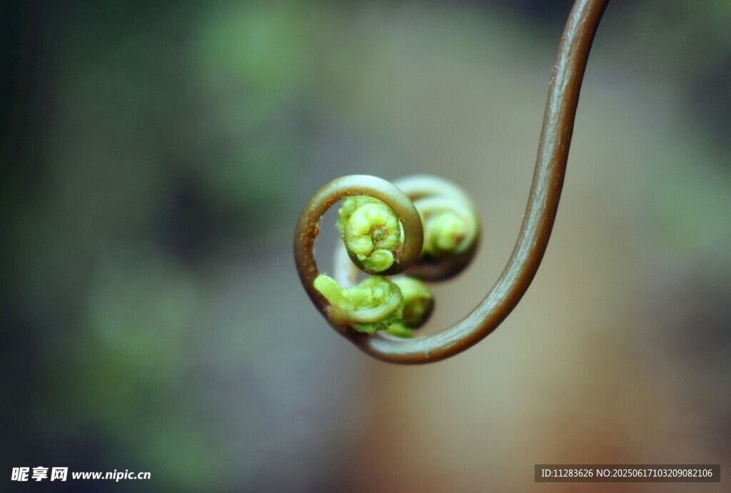 卷曲的嫩绿植物新芽